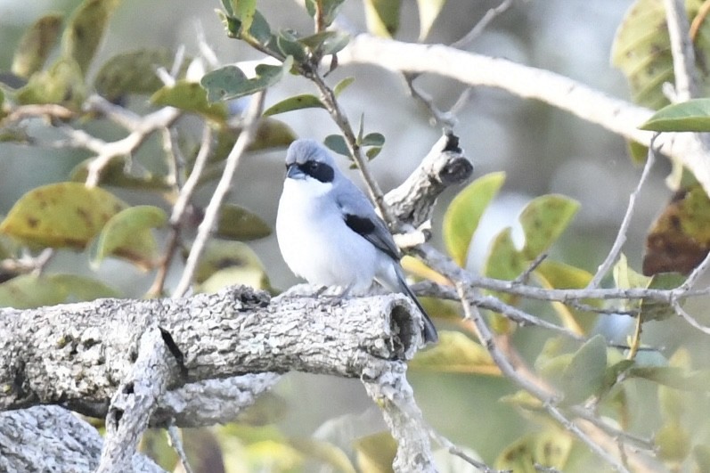 White-banded Tanager - ML637140155