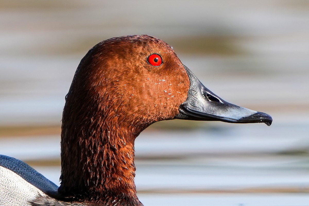 Common Pochard - ML637140289