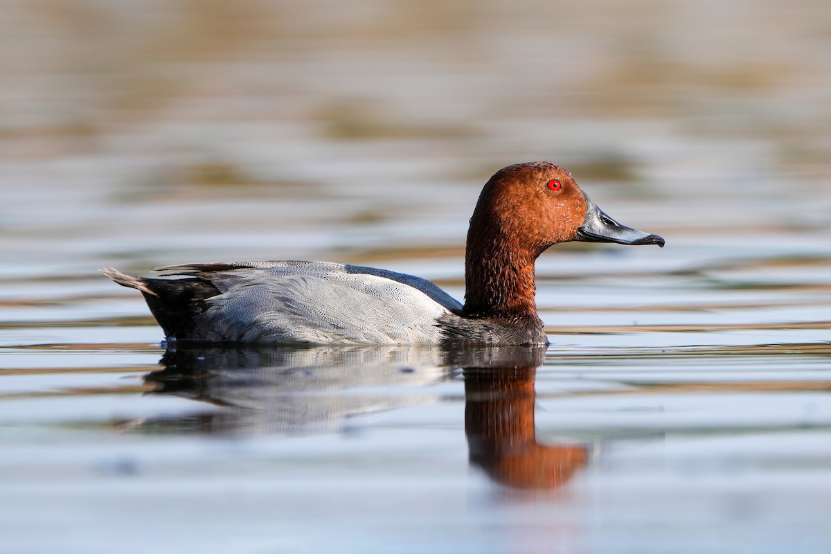 Common Pochard - ML637140290