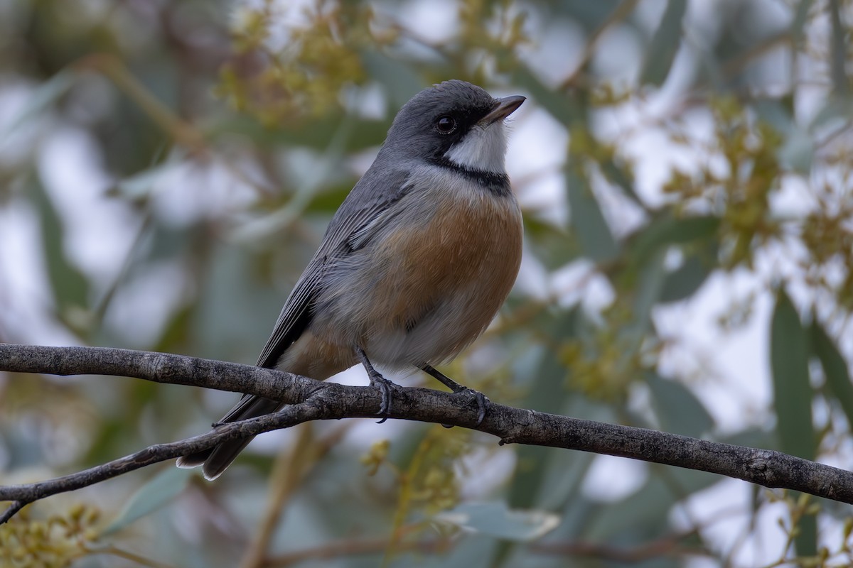 Rufous Whistler - ML637140392