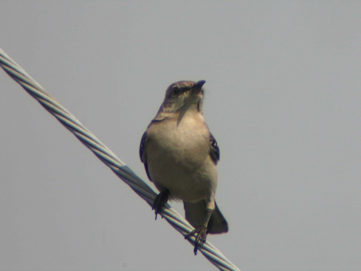 Northern Mockingbird - ML637140466