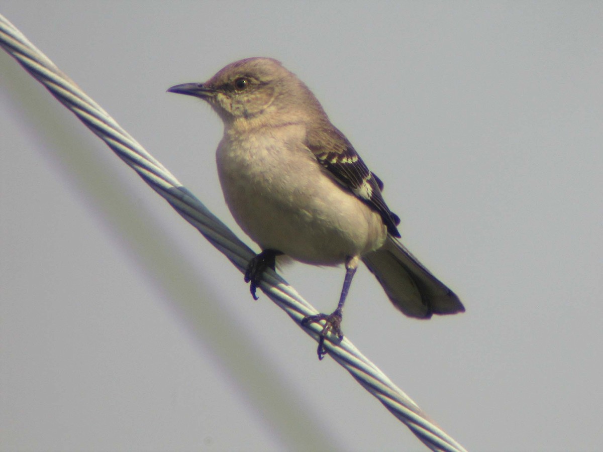 Northern Mockingbird - ML637140467
