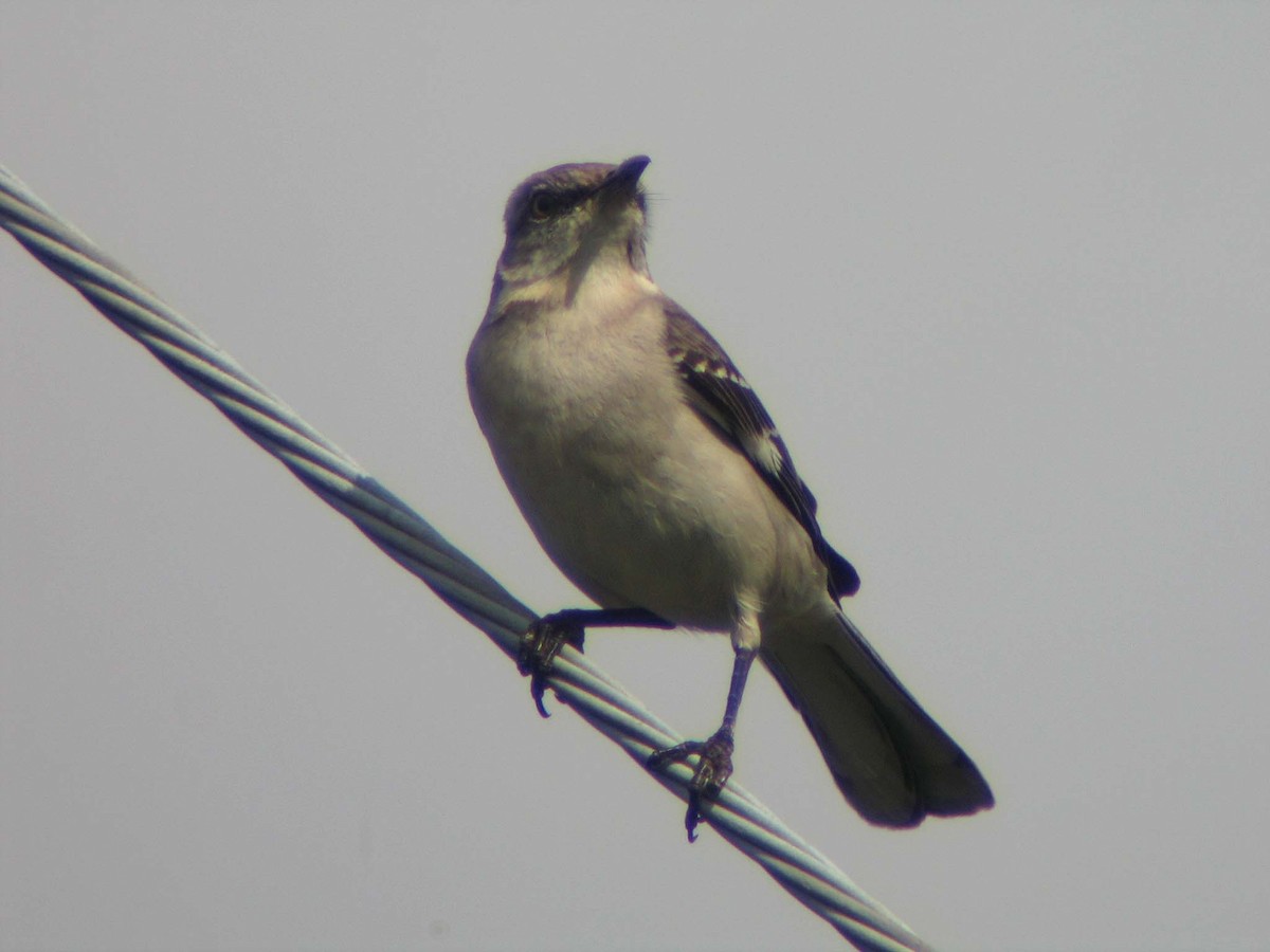 Northern Mockingbird - ML637140468