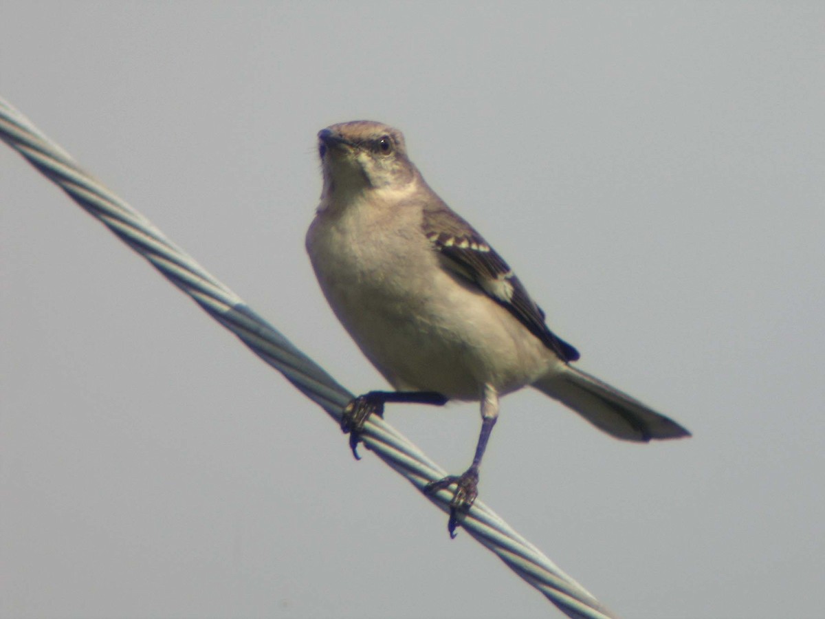 Northern Mockingbird - ML637140469