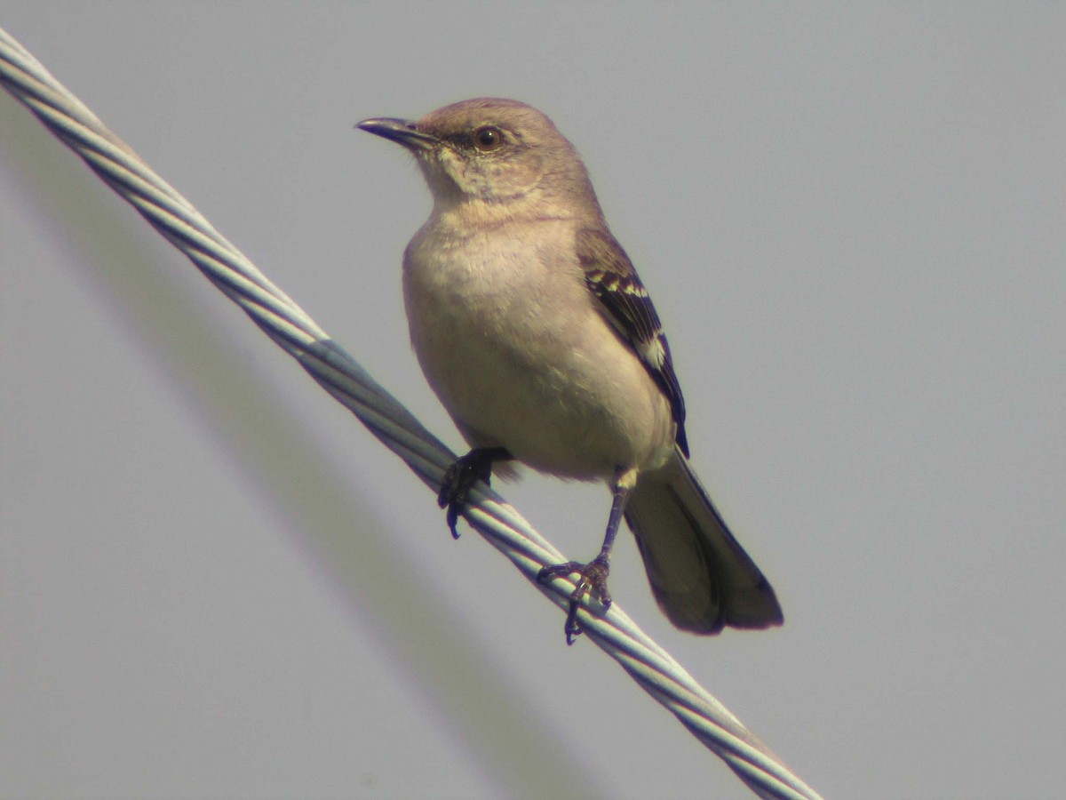 Northern Mockingbird - ML637140470