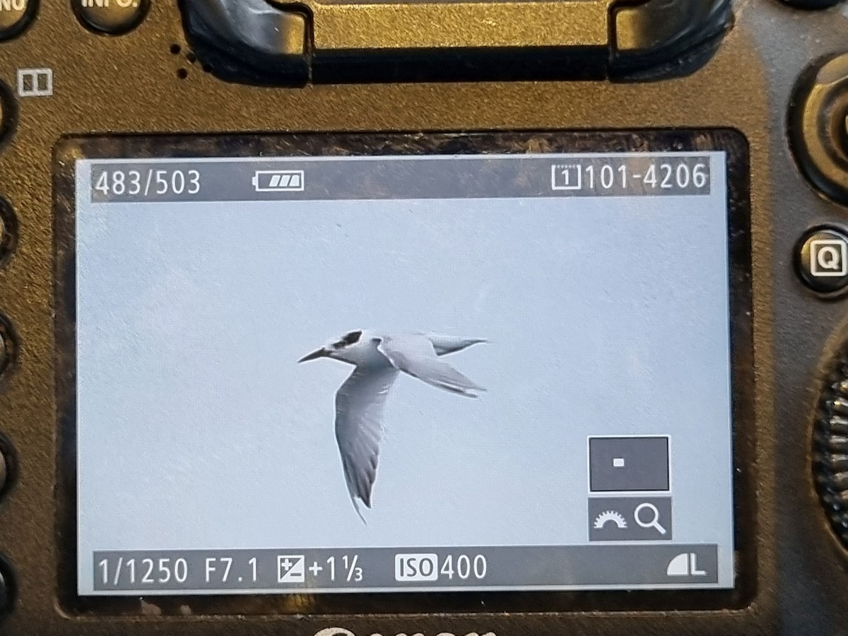 蒼燕鷗 - ML637140478