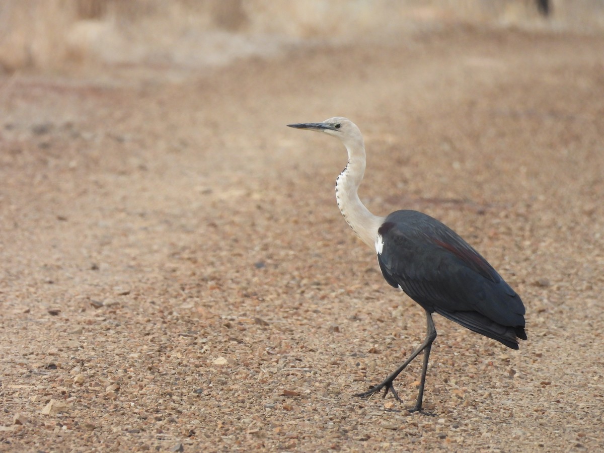 Pacific Heron - ML637140487