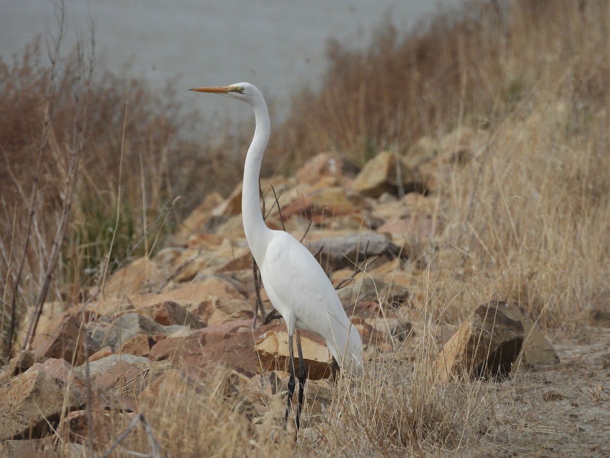 Great Egret - ML637140488