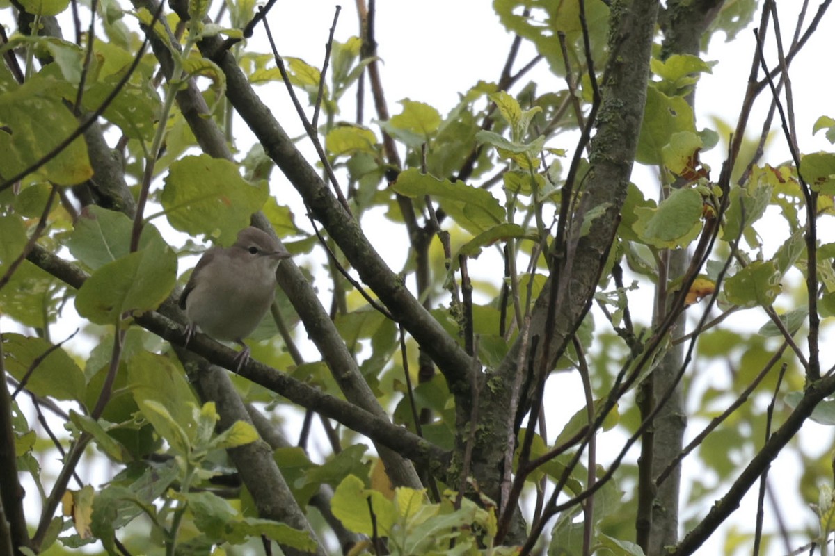 Garden Warbler - ML637140521