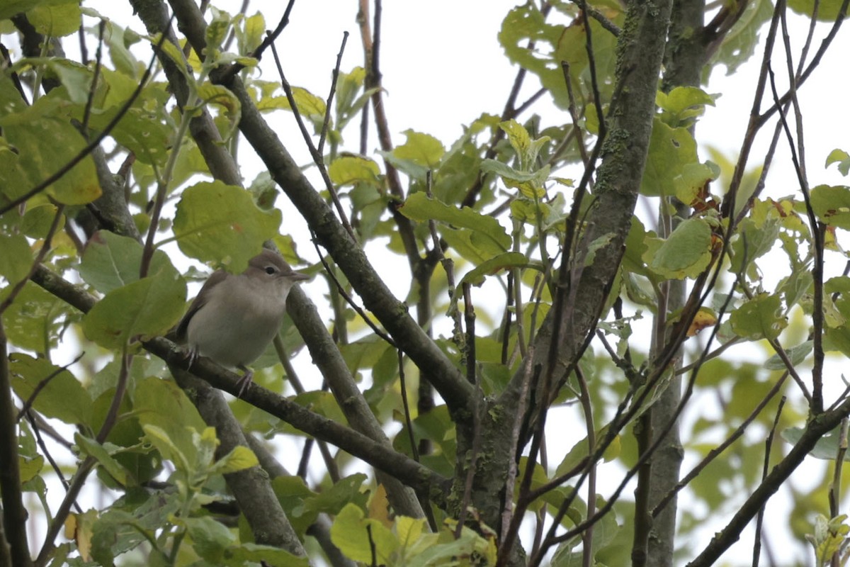 Garden Warbler - ML637140522