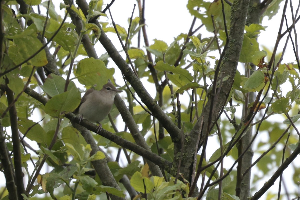 Garden Warbler - ML637140523
