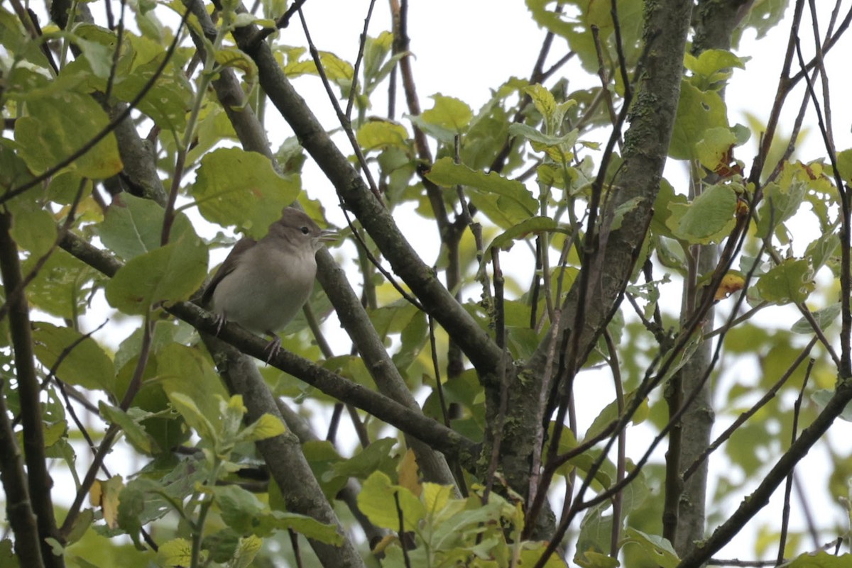 Garden Warbler - ML637140524
