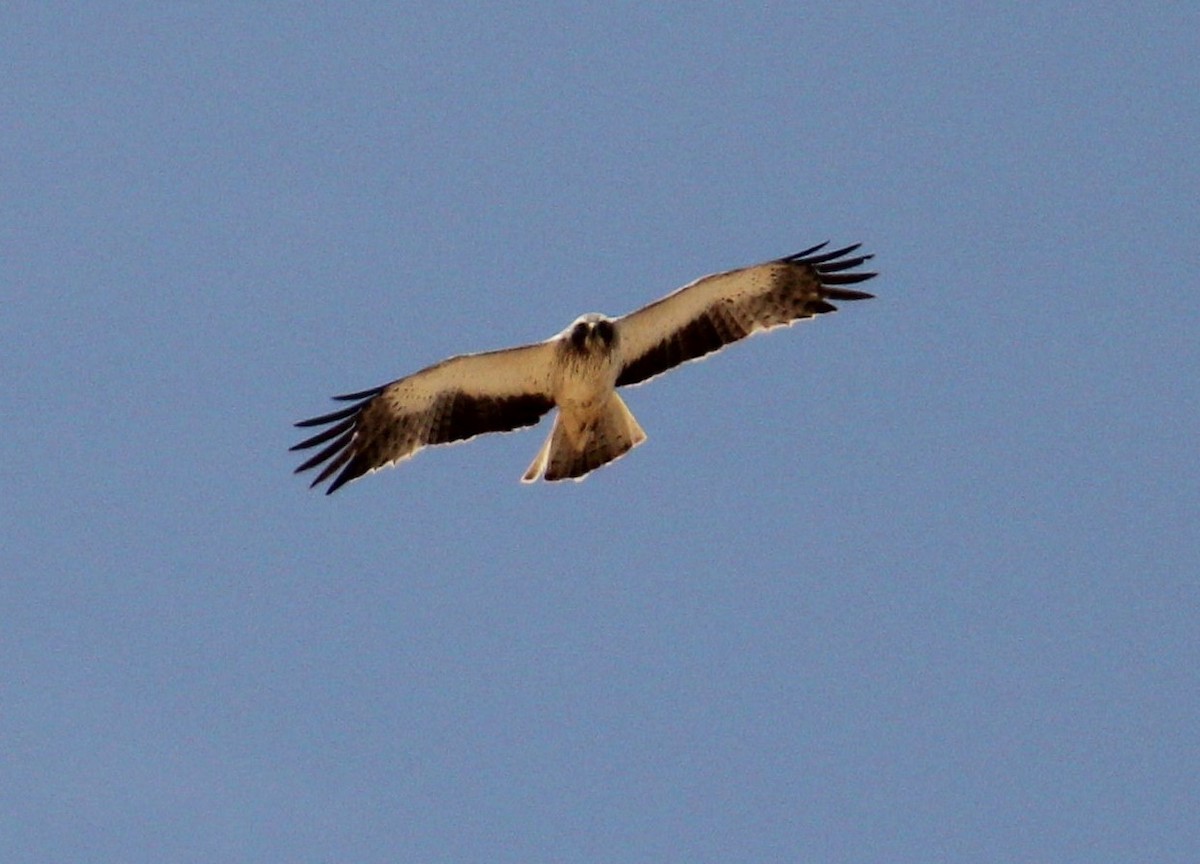 Booted Eagle - ML637140618
