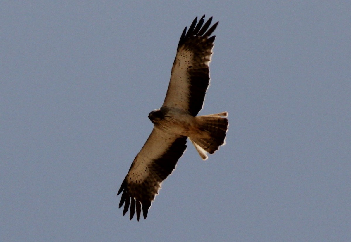 Booted Eagle - ML637140625
