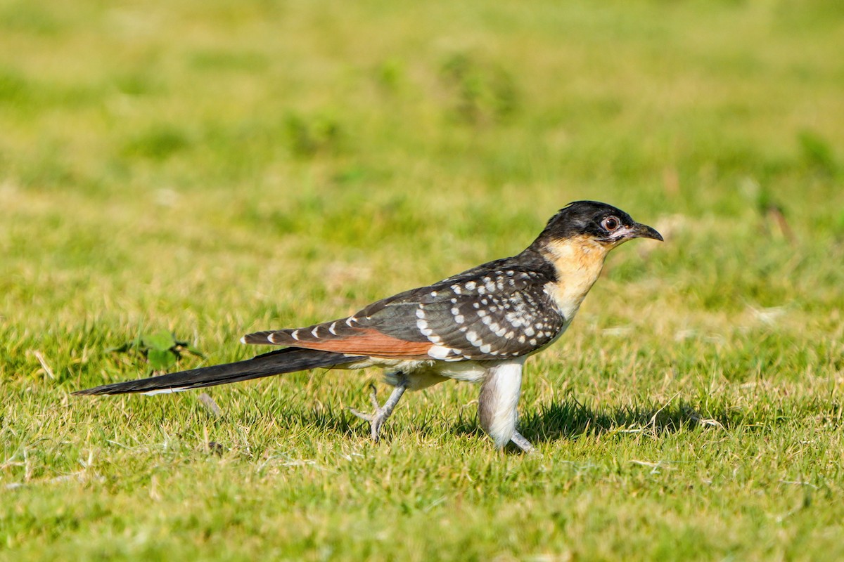 Great Spotted Cuckoo - ML637140720