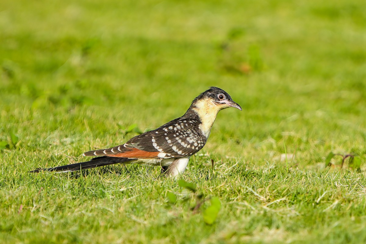 Great Spotted Cuckoo - ML637140721