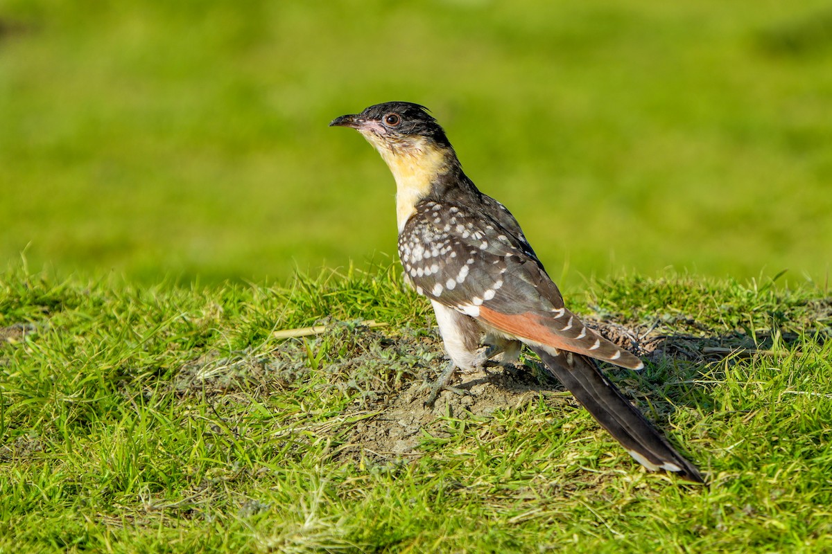 Great Spotted Cuckoo - ML637140722