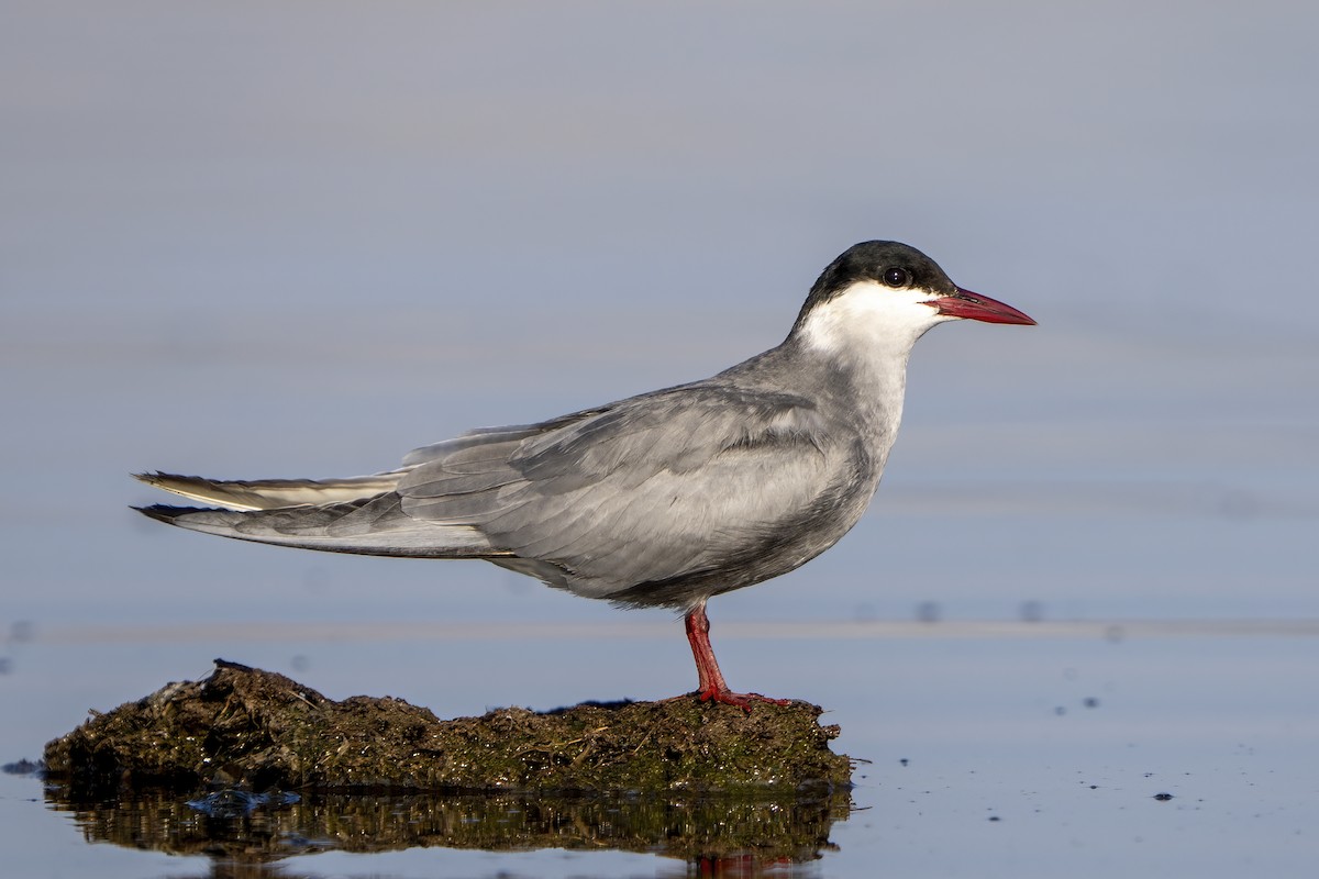 Whiskered Tern - ML637140733