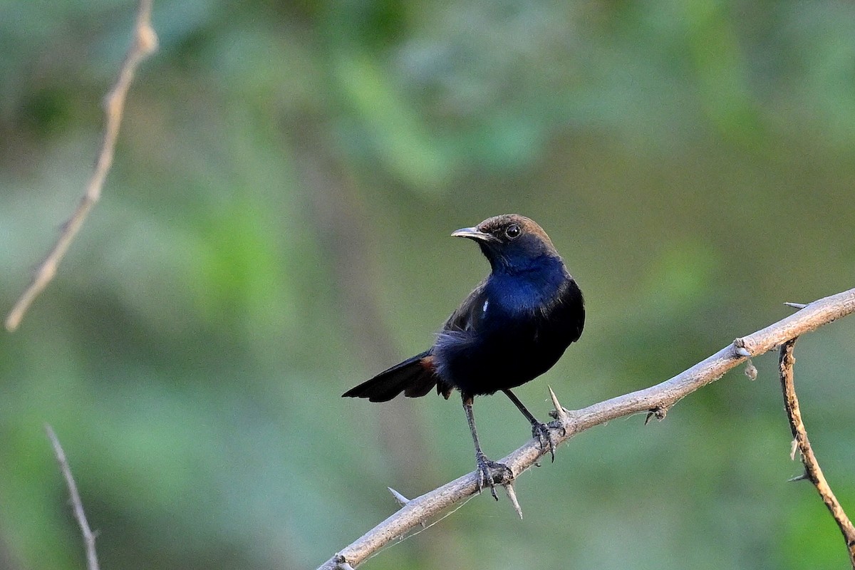 Indian Robin - ML637140735