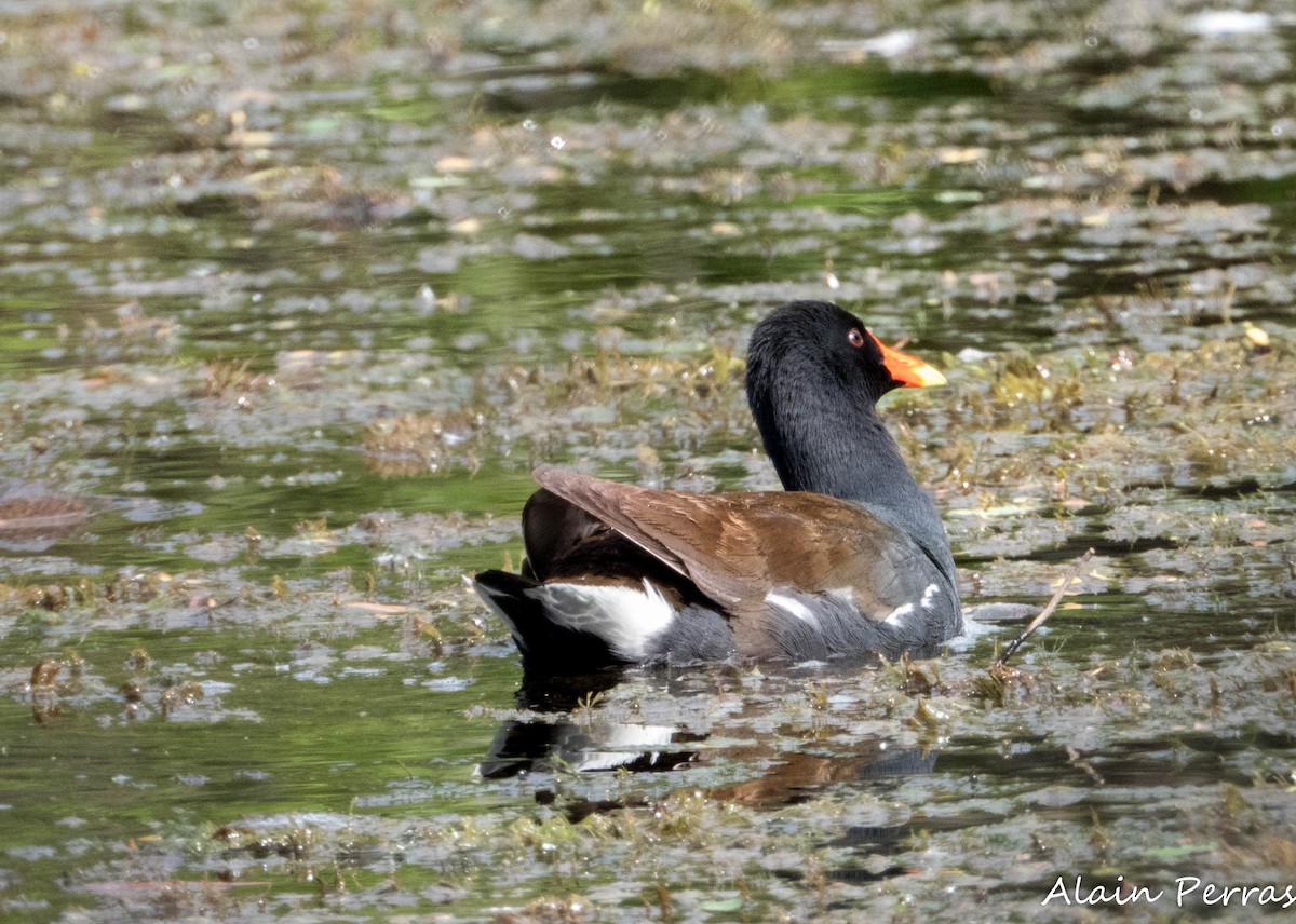 Common Gallinule - ML637140744