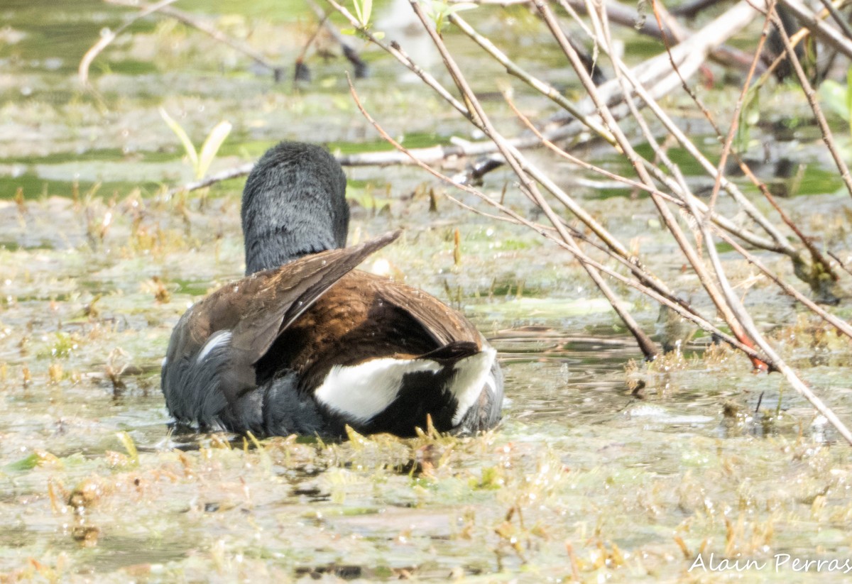 Common Gallinule - ML637140745