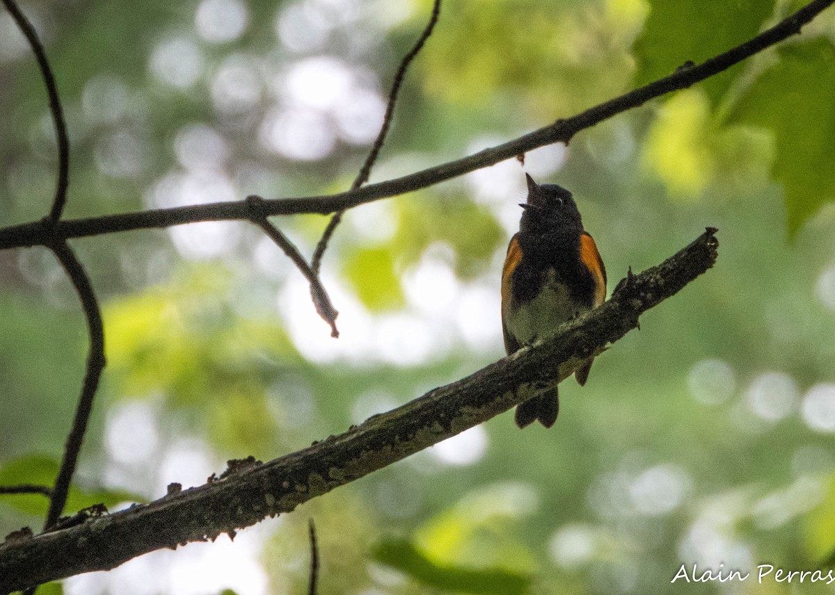 American Redstart - ML637140754