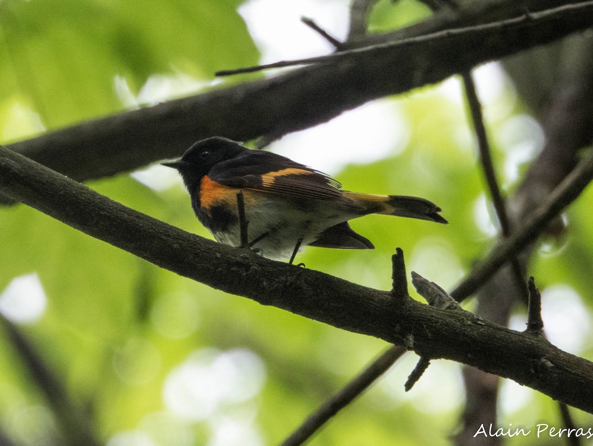 American Redstart - ML637140755