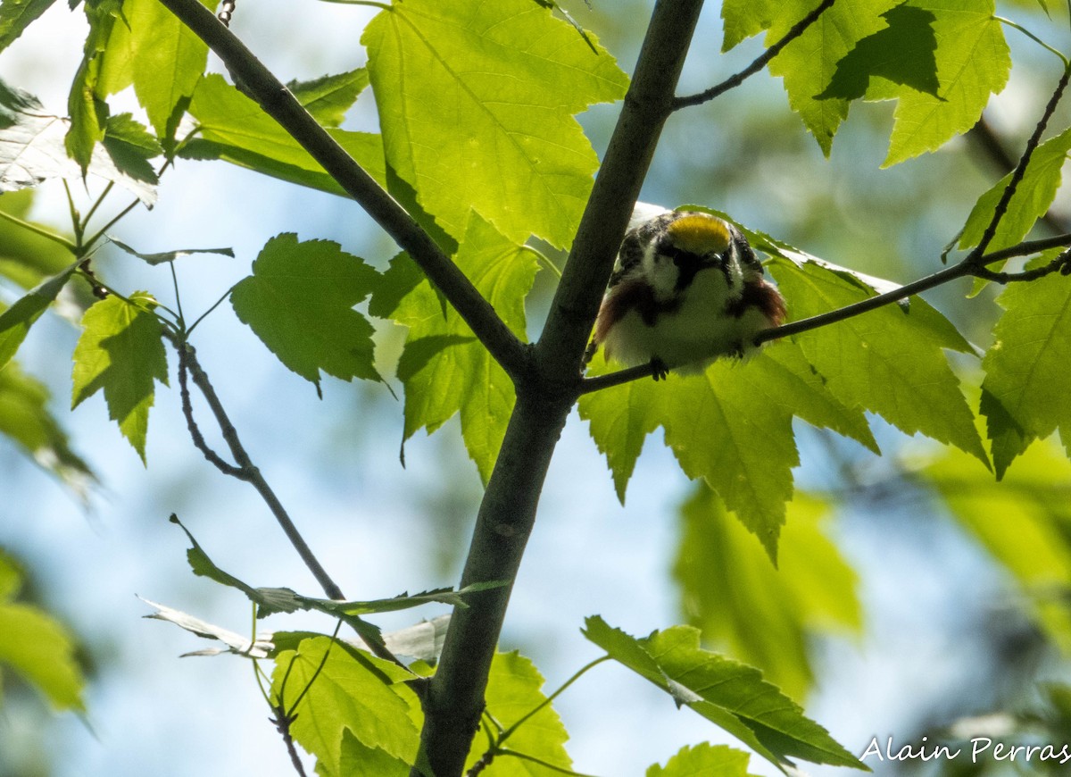 Chestnut-sided Warbler - ML637140757
