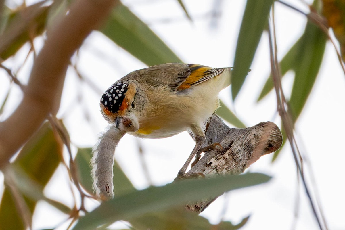 Red-browed Pardalote - ML637140772