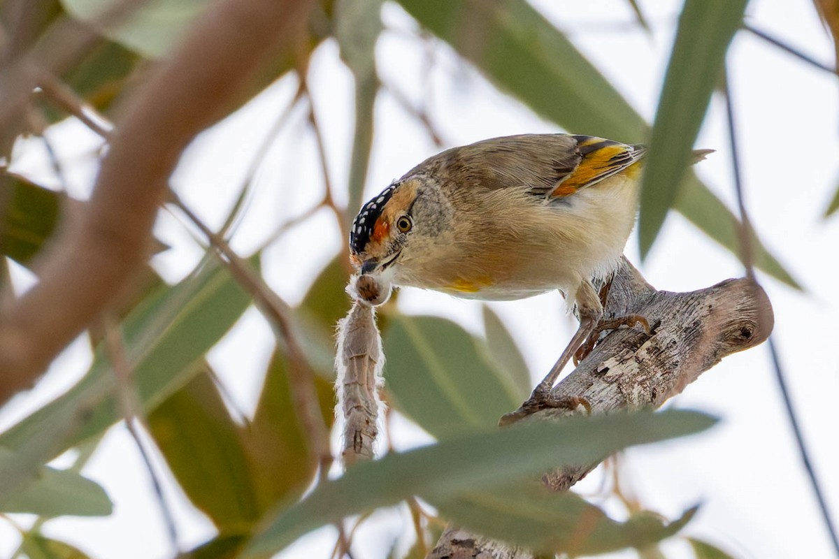Red-browed Pardalote - ML637140773