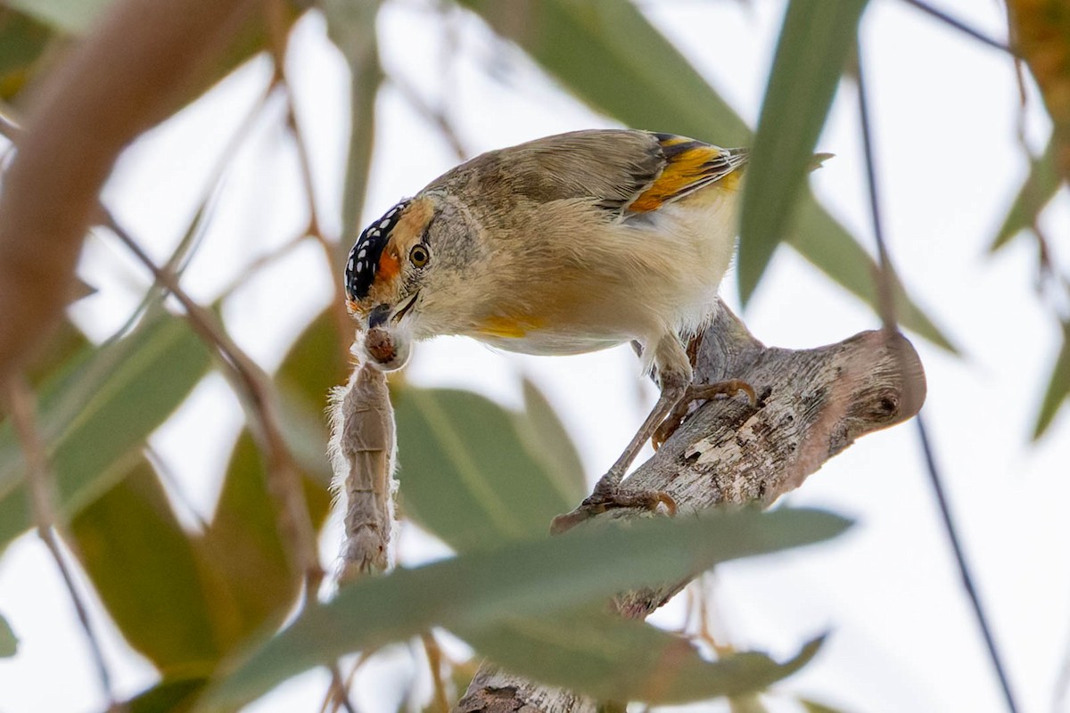 Red-browed Pardalote - ML637140774