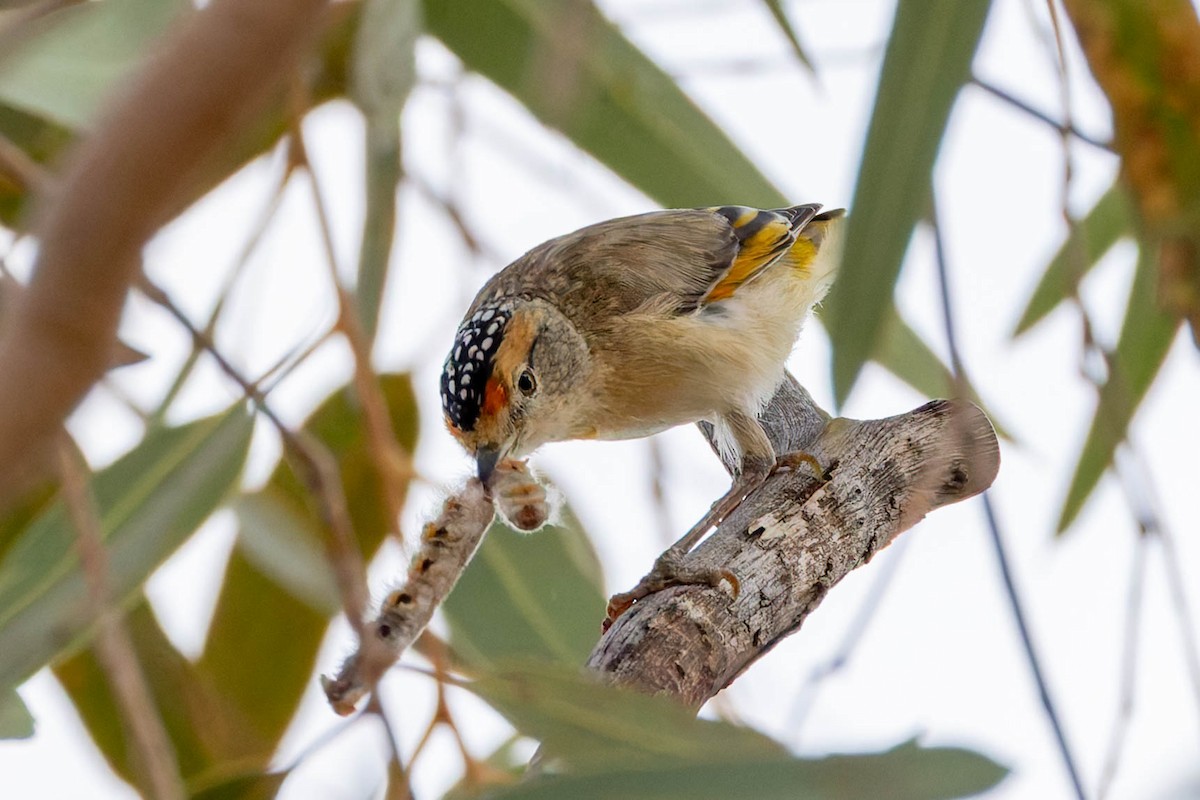 Red-browed Pardalote - ML637140775