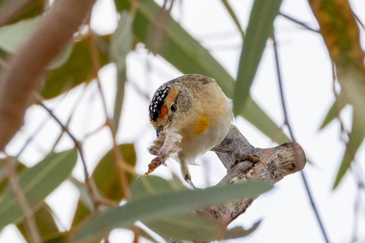 Red-browed Pardalote - ML637140776