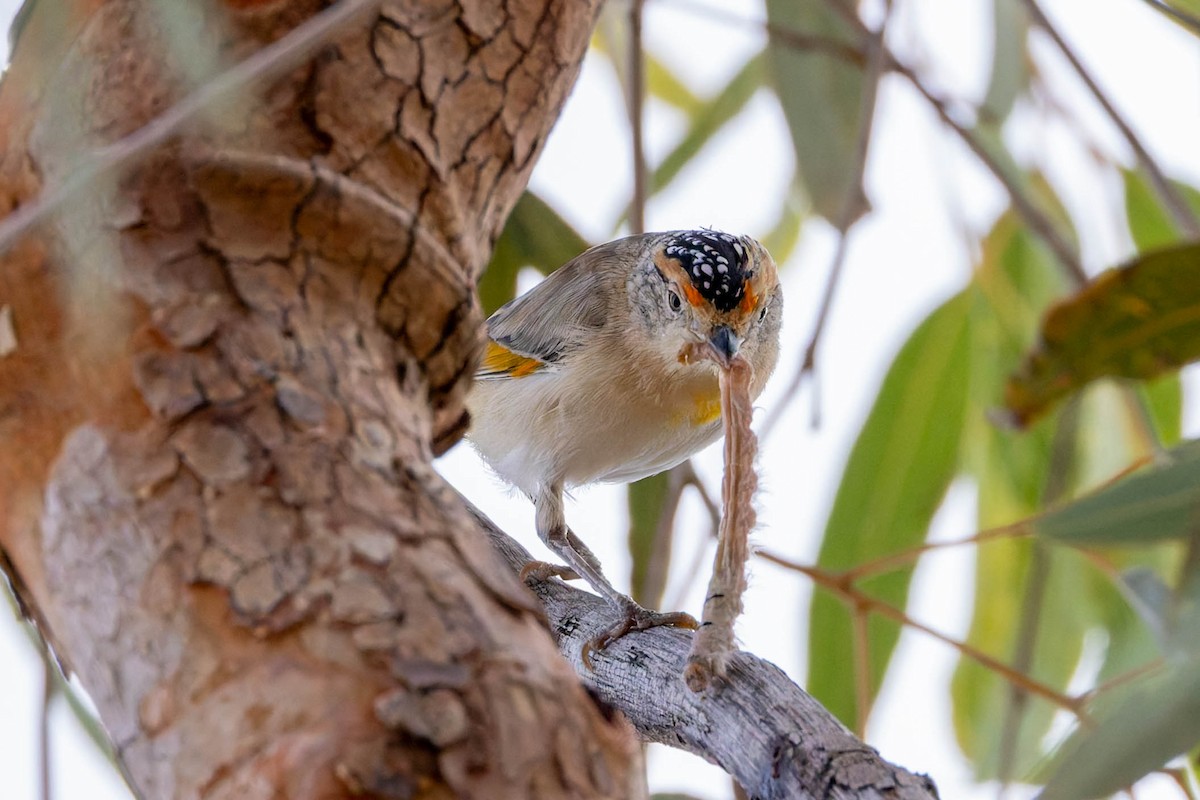 Red-browed Pardalote - ML637140777