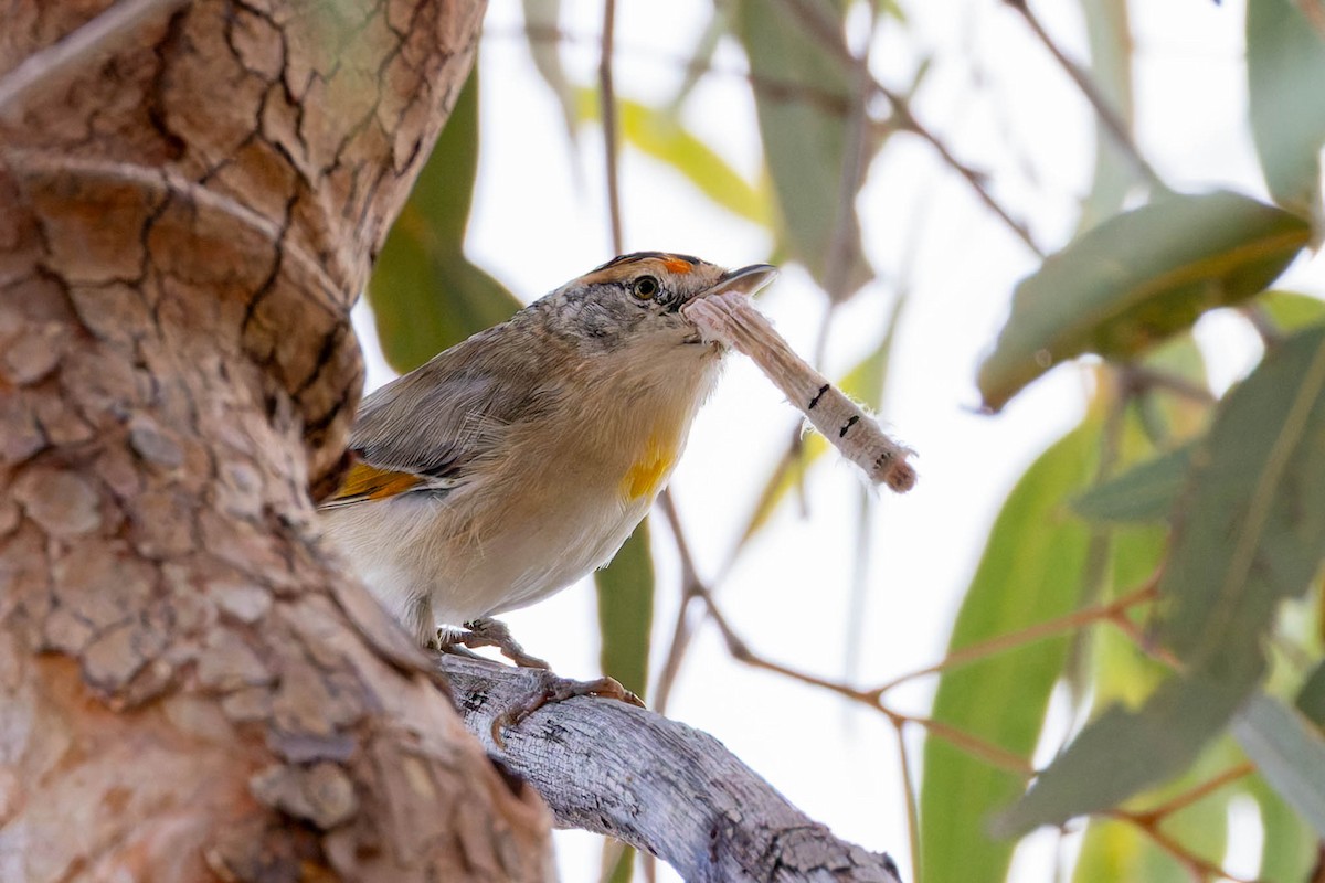 Red-browed Pardalote - ML637140778