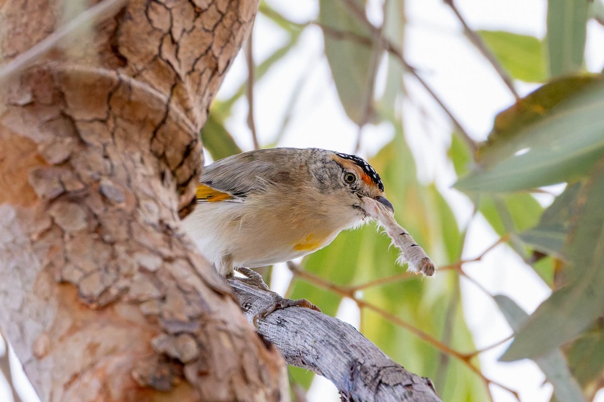 Red-browed Pardalote - ML637140779
