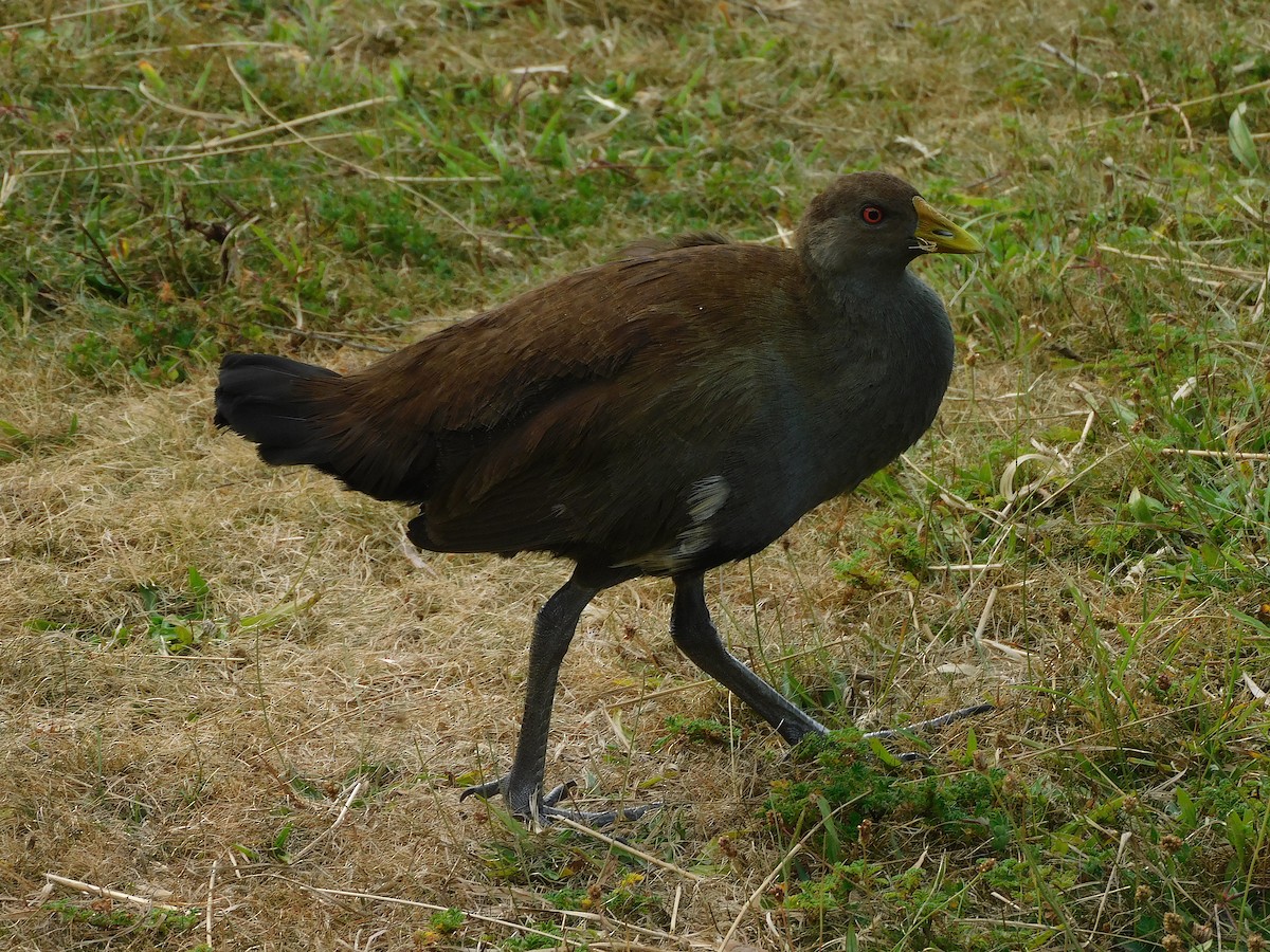 Tasmanian Nativehen - ML637140811