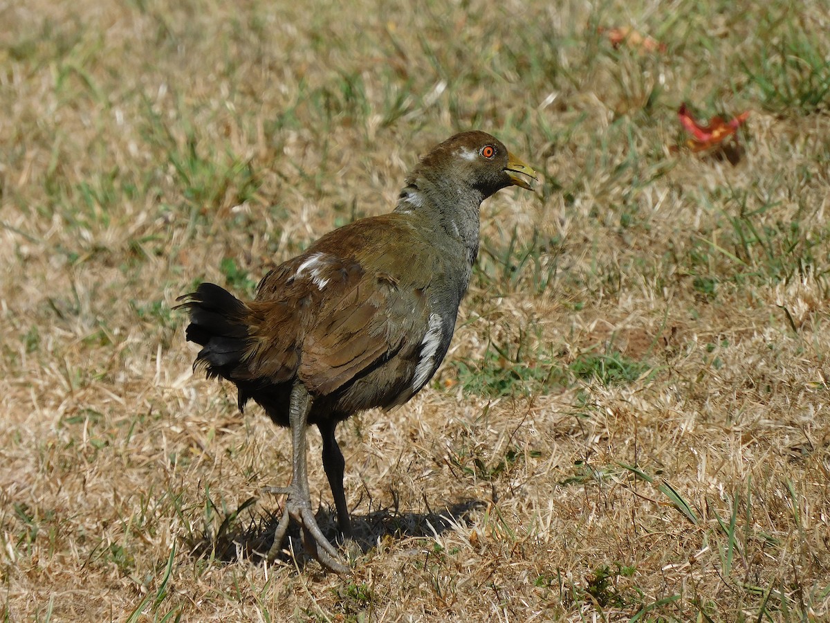 Tasmanian Nativehen - ML637140812