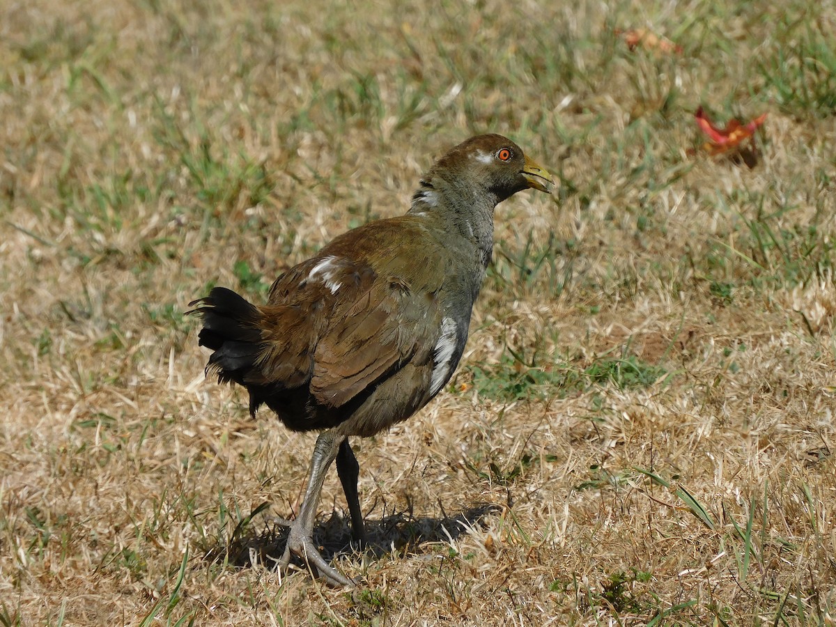 Tasmanian Nativehen - ML637140813