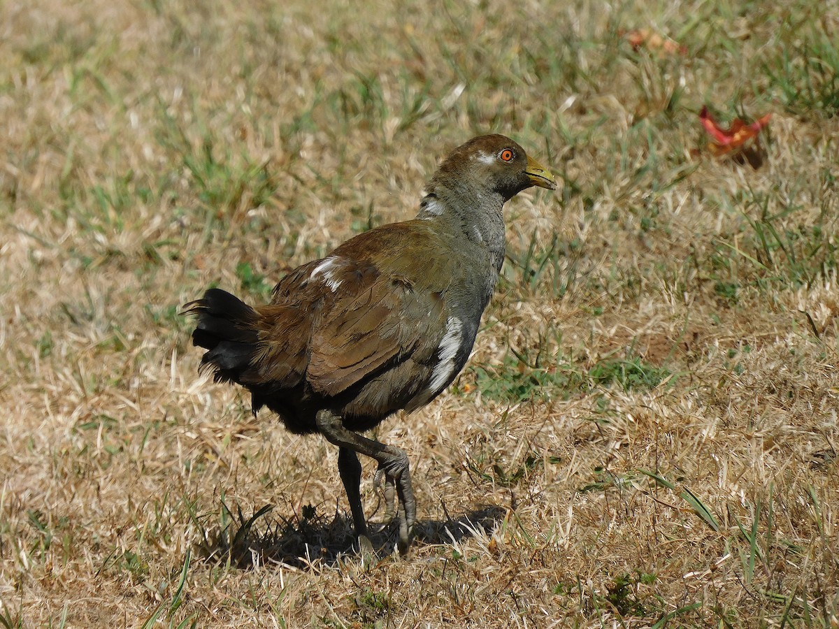 Tasmanian Nativehen - ML637140815