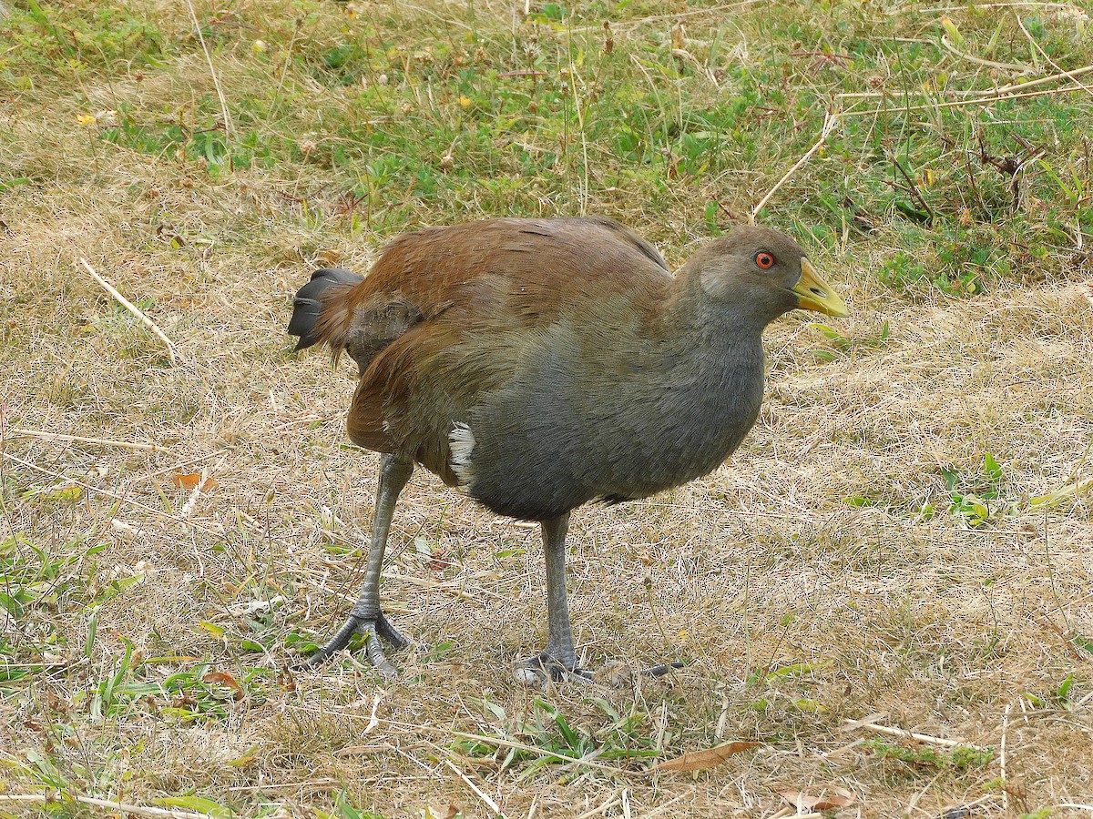 Tasmanian Nativehen - ML637140816
