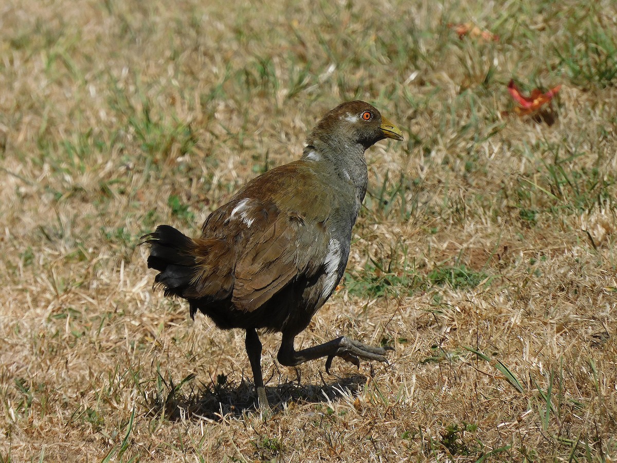 Tasmanian Nativehen - ML637140817
