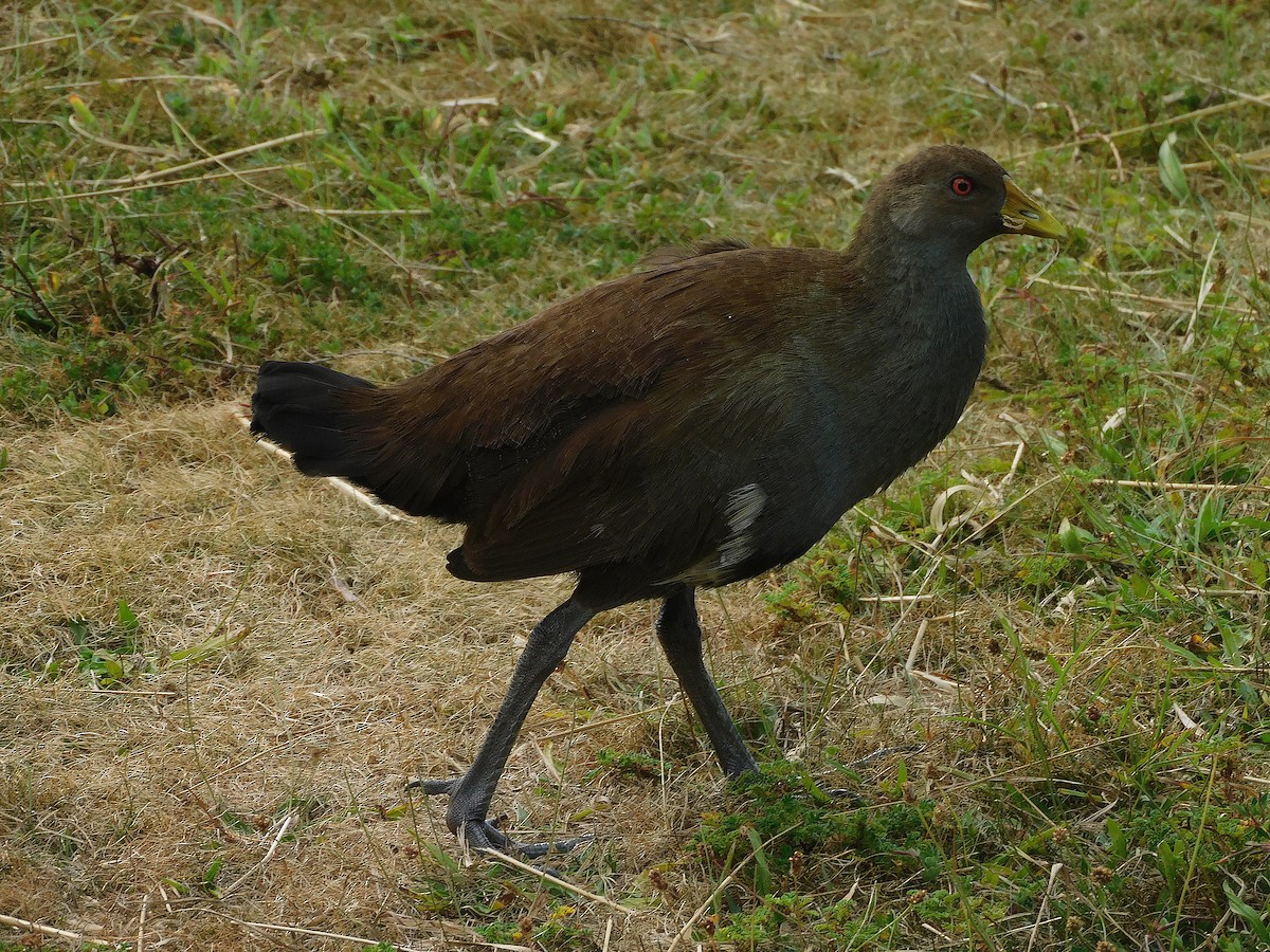 Tasmanian Nativehen - ML637140818