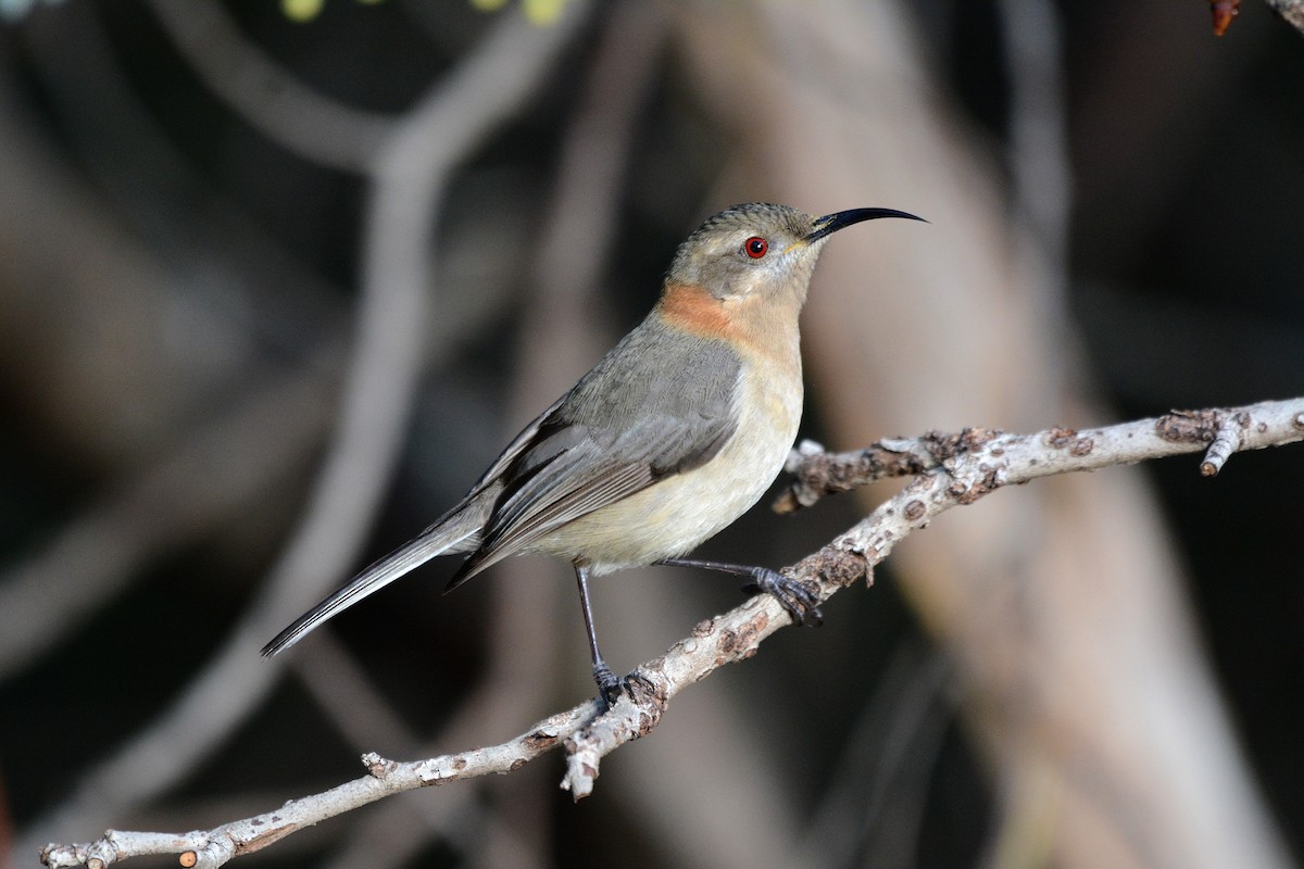 Western Spinebill - ML637140819
