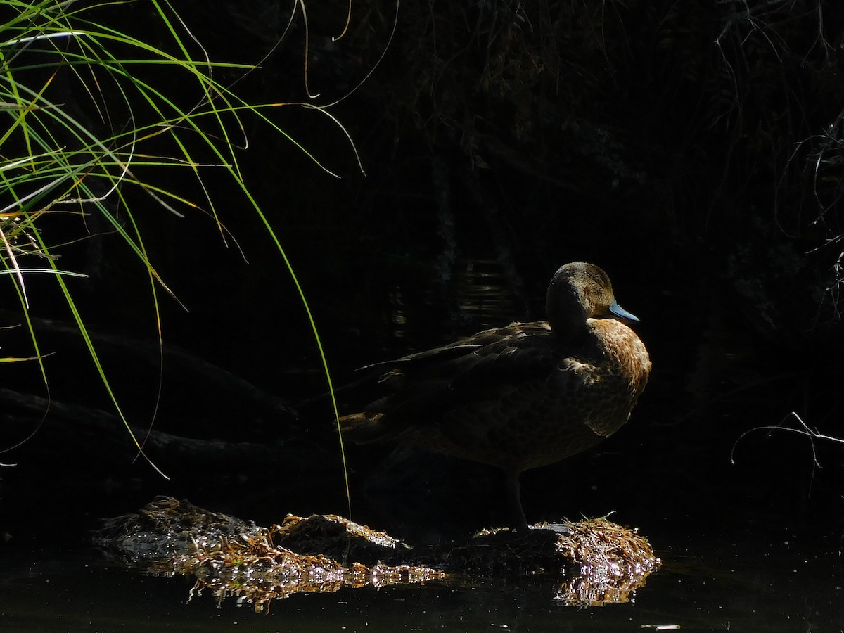 Chestnut Teal - ML637140926