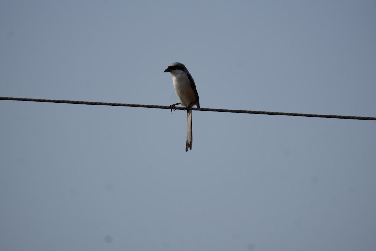 Bay-backed Shrike - ML637140963