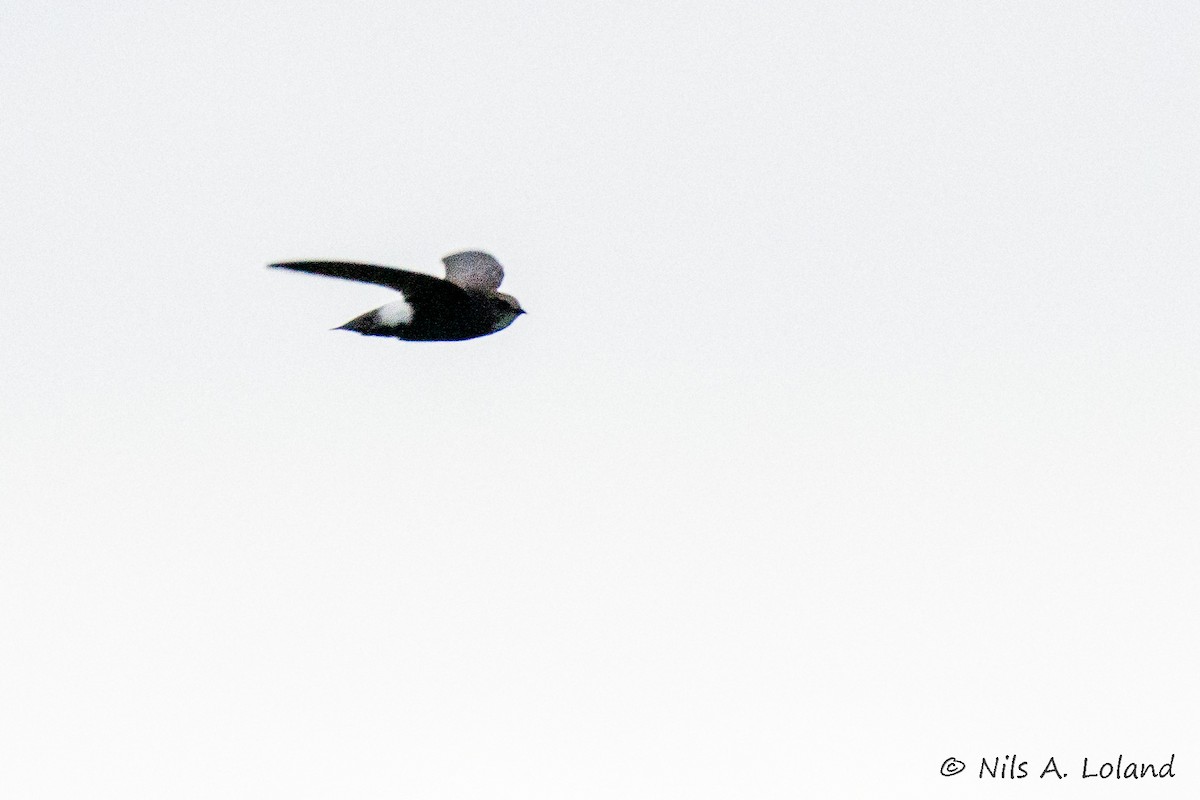 Horus Swift - ML637140999