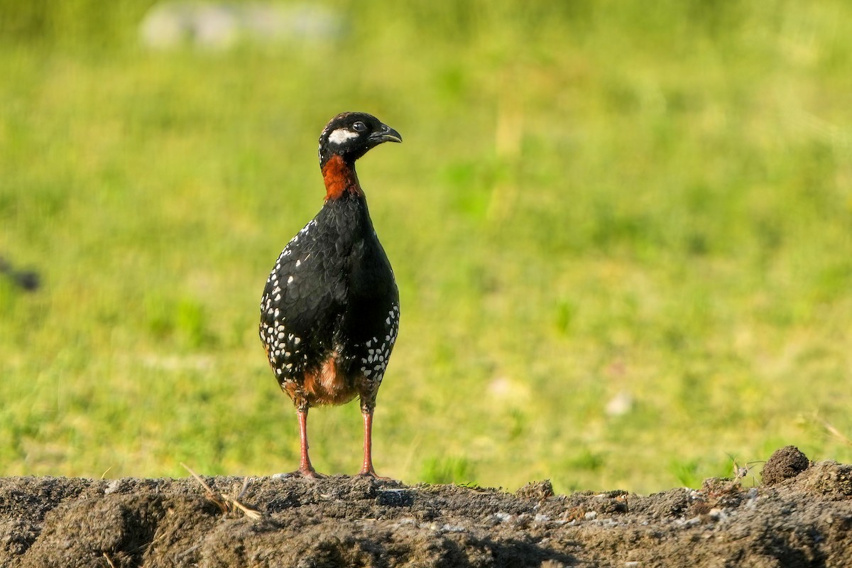 Black Francolin - ML637141015