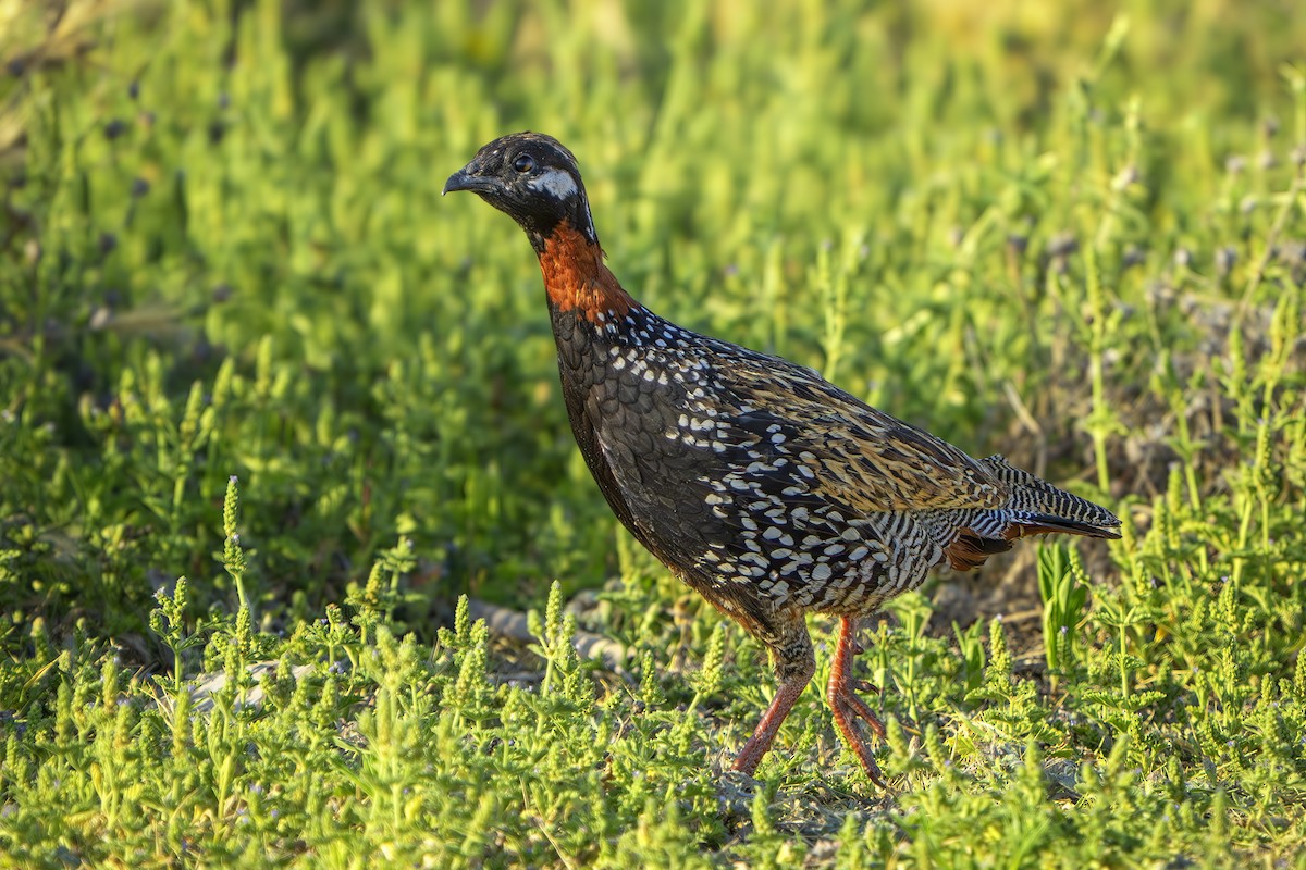 Black Francolin - ML637141016