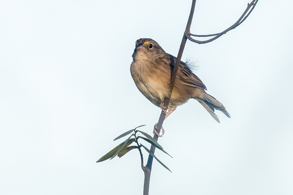 Grassland Sparrow - ML637141107